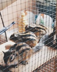 Close-up of chipmunks in cage