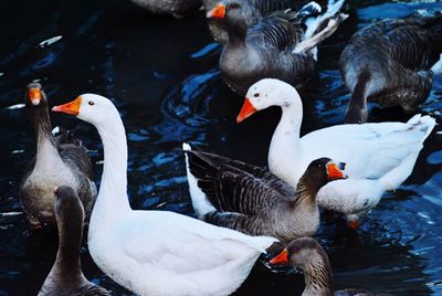 Ducks swimming in lake