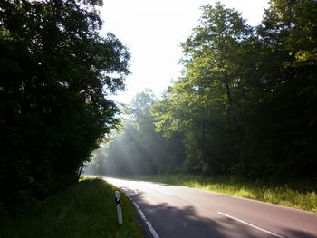 Road amidst trees in forest against clear sky