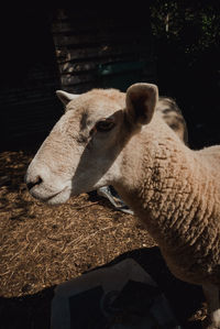 High angle view of sheep having food outdoors