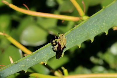 Close-up of insect on leaf