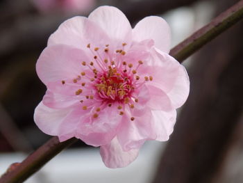 Close-up of pink cherry blossom