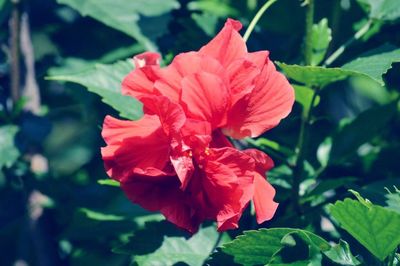 Close-up of red flower