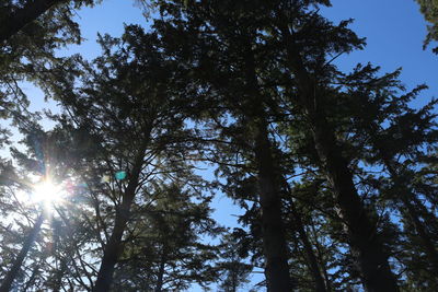 Low angle view of trees in forest against sky