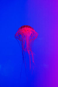 Close-up of jellyfish against blue background