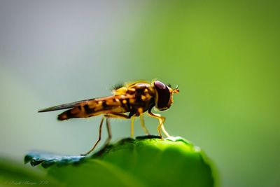 Close-up of hoverfly on leaf