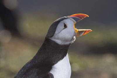 Close-up of puffin with mouth open