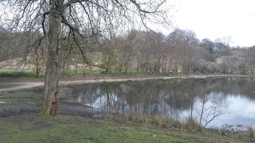 Reflection of trees in lake