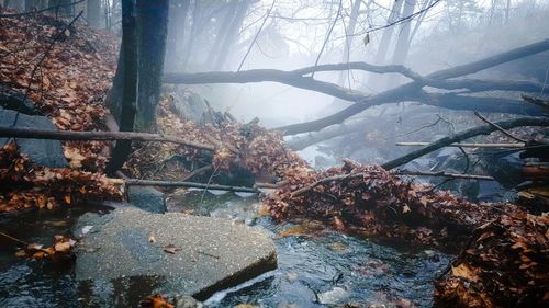 View of trees in forest during winter