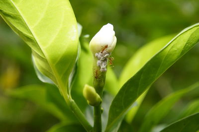 Close-up of insect on plant