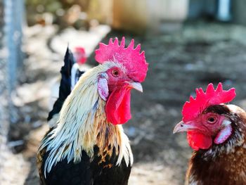 Close-up of rooster and hen