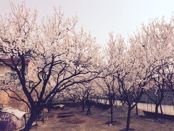 Flowers growing on tree