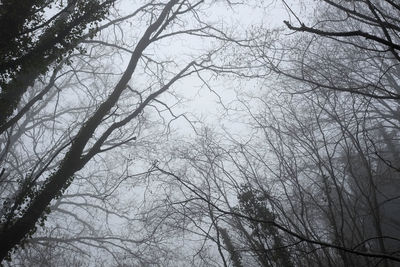 Low angle view of bare trees against sky
