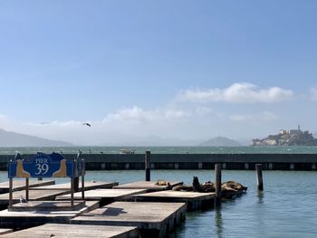 Seagull on pier over sea against sky