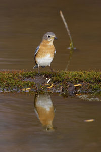 Bird perching on a lake