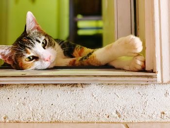 Portrait of cat relaxing on window