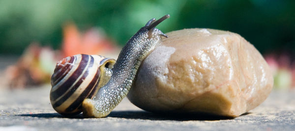 Close-up of snail