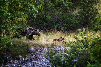 View of an animal in forest