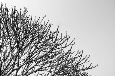 Low angle view of bird on branch against clear sky