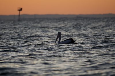 Duck swimming in sea