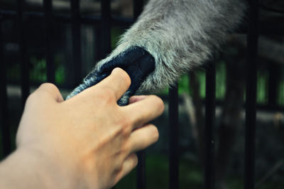 Close-up of hand holding dog