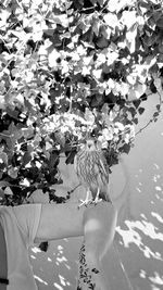 Low angle view of hand on white flowering plants