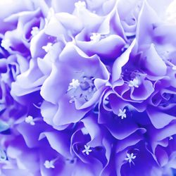 Close-up of blue flowering plant