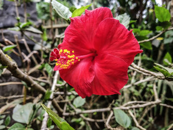 flowering plant