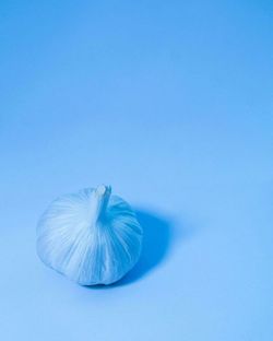 Close-up of plant over black background