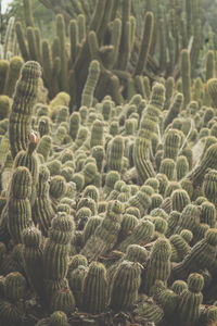 Full frame shot of succulent plant in sea