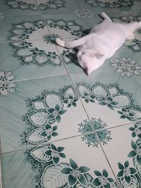 High angle view of cat on bed