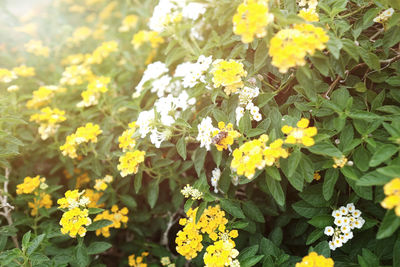 Close-up of yellow flowering plants