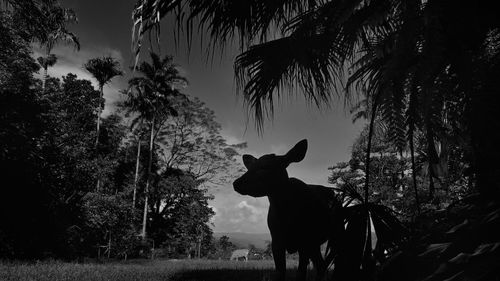 Low angle view of cow standing on grassy field amidst trees