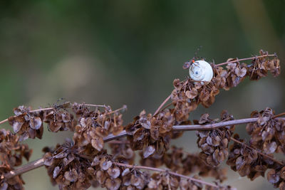 Close-up of dry plants on branch