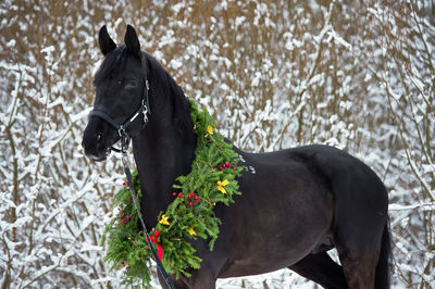 Horse standing on field