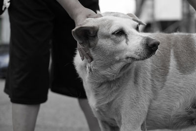Close-up of dog looking away