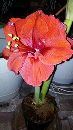 Close-up of red flower