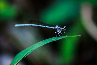 Close-up of grasshopper