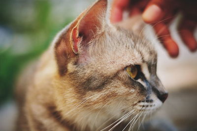 Close-up of cat looking away