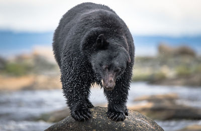 Close-up of black animal on rock