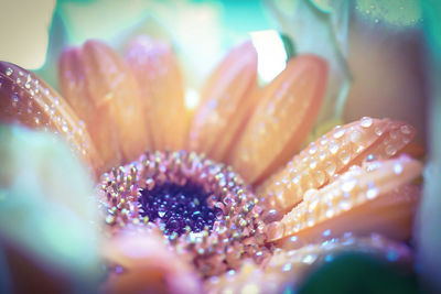 Close-up of flower