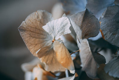 Close-up of wilted plant