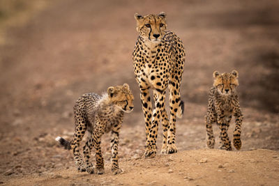 Cheetah standing with cubs on field