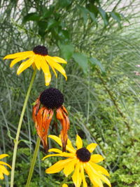 Close-up of yellow coneflowers blooming outdoors