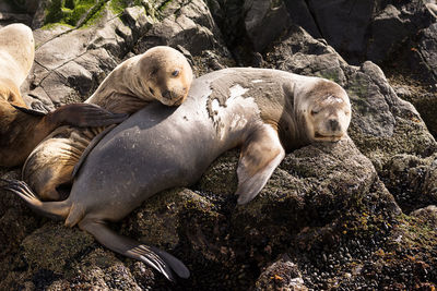 Seals relaxing outdoors