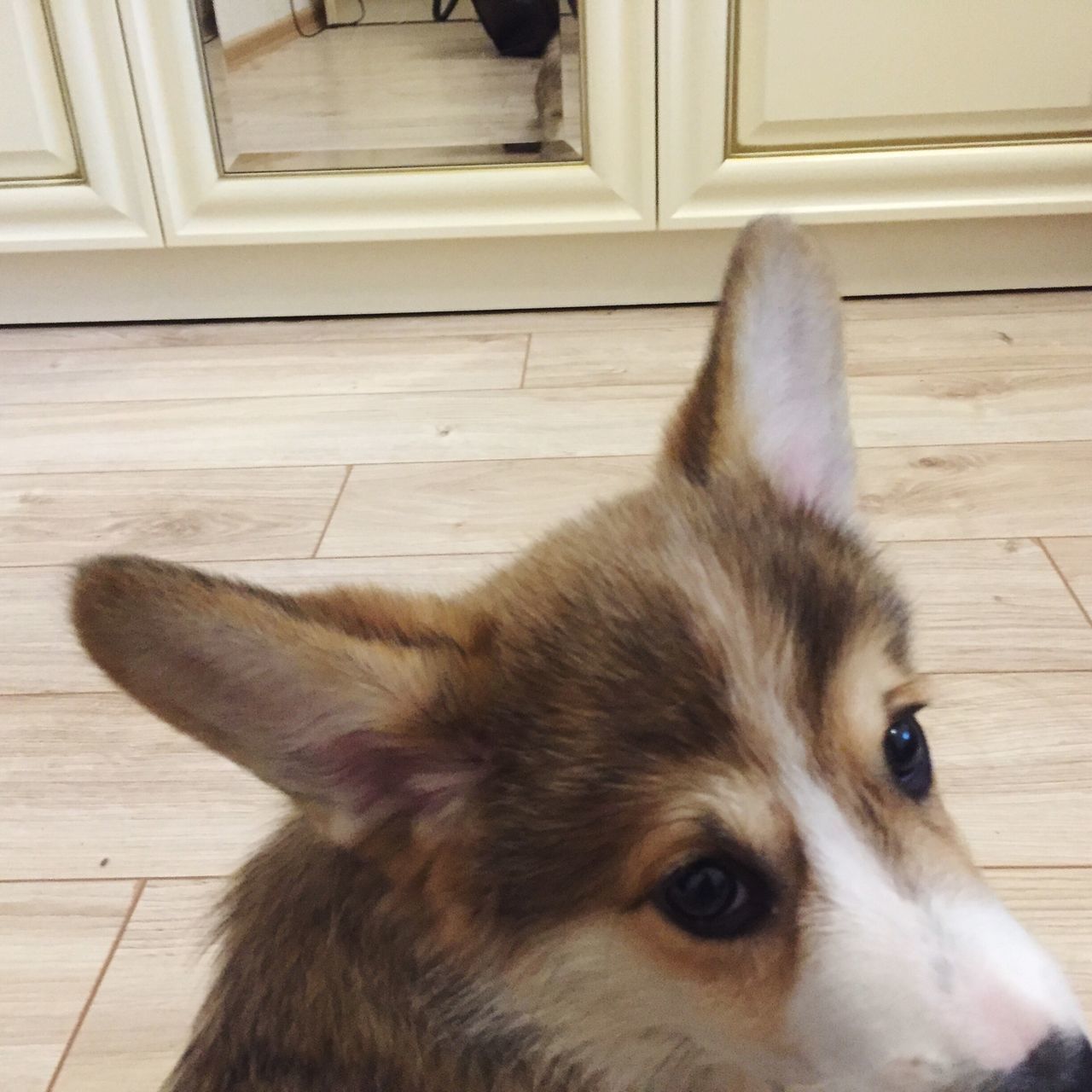 one animal, animal themes, domestic animals, pets, close-up, mammal, indoors, looking at camera, curiosity, hardwood floor, whisker, day, animal head, focus on foreground, no people, zoology