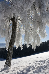 Trees on snow covered land against sky