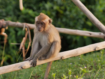 Portrait of monkey sitting on tree