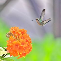 Close-up of hummingbird on flower