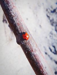 High angle view of ladybug on wood